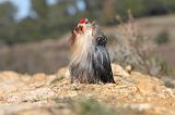 YORKSHIRE TERRIER 177